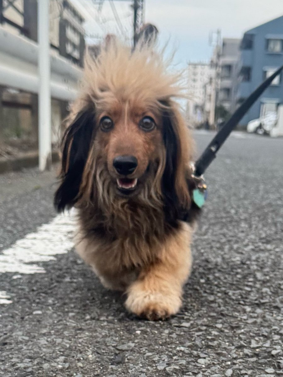 okoge0822's tweet photo. 中学生の男の子から
「可愛い！ヤバ！触っても良いですか！ありがとうございます！バカふわふわで可愛すぎんだけど！」
と言って貰えた男 https://t.co/14PGnTIDr8