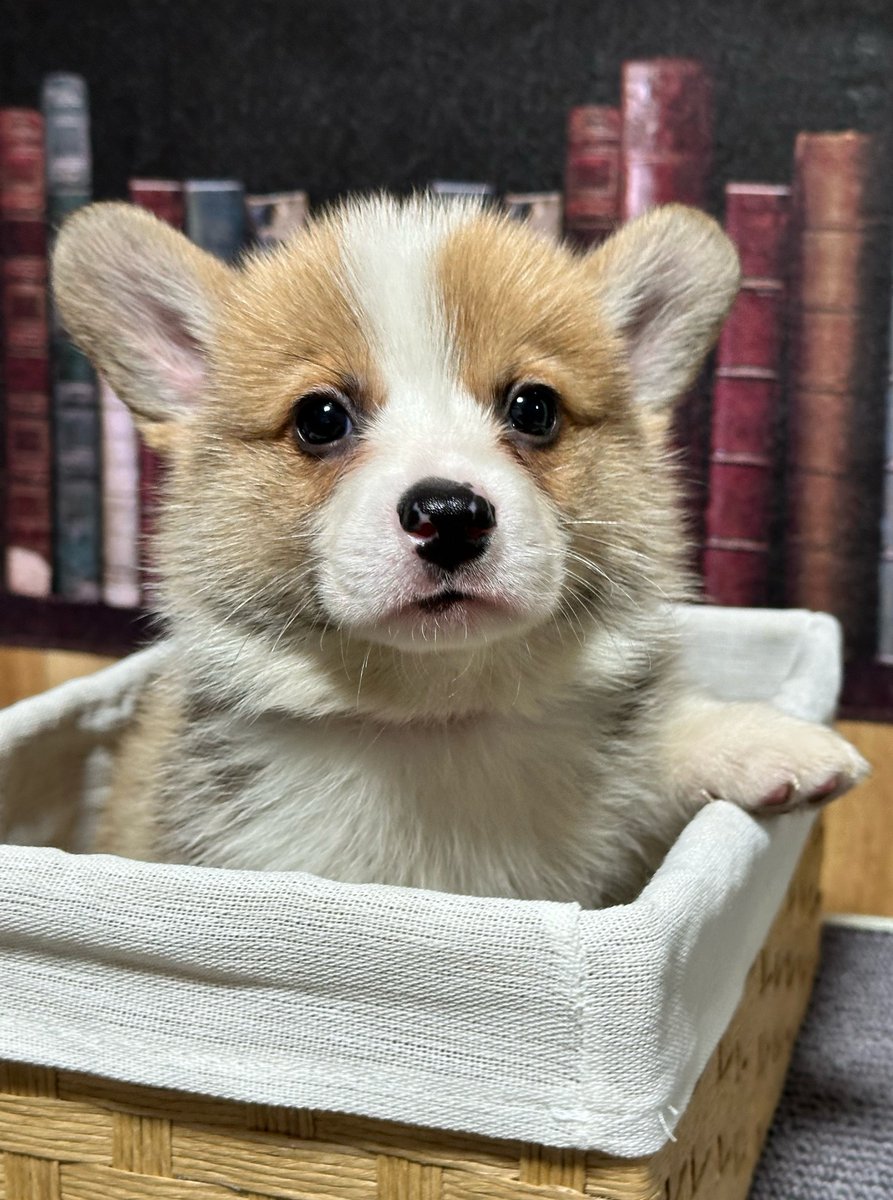 WScorgikennel's tweet photo. 【飼い主様募集中】
5/10生 男の子 桃太(仮名)
兄弟の飼い主さんが決まっていく中この子だけお声がかかりません💦
ワクチンの間も泣いたり暴れることなく、先生や看護師さんにしっぽを振って甘える程の甘えん坊です。
DMリスクございません。
気になられました方はお気軽にお問い合わせください🙇‍♂️ https://t.co/fuFkMNISob