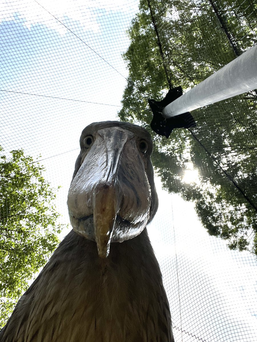 千葉市動物公園【公式】 tweet media