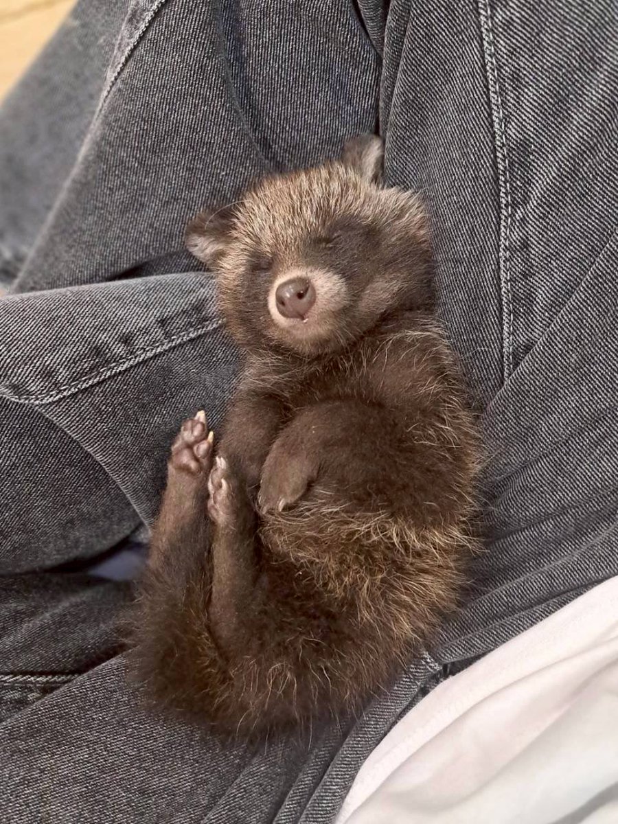noahsark_animal's tweet photo. たくさんの方に愛されたたぬきベビー🦝💕

この度、素敵なお家が決まりました🏠✨
29日午前中までお店にいてくれるので、まだ会えていない方やもう一度会いたい方はぜひ会いに来てください‼️

残りの時間もたくさん可愛がってあげてください♡ #たぬき  #たぬきベビ  #大阪  #かわいい  #お迎え https://t.co/QxQm7TtAbn