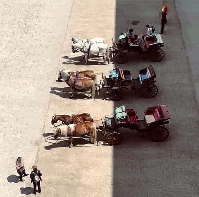 amanda_npo's tweet photo. Souffrance animale en Autriche, à Vienne : le principal est d'être à l'ombre....😡 https://t.co/7SwyTIV3YU