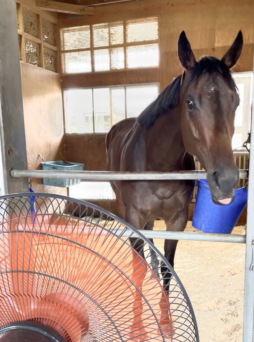 HANAYORIDAN_GO_'s tweet photo. 扇風機つけたら
『あーーーーーーーー』って
言いたい馬🐴

#橋口厩舎 https://t.co/wymS1eqkp5