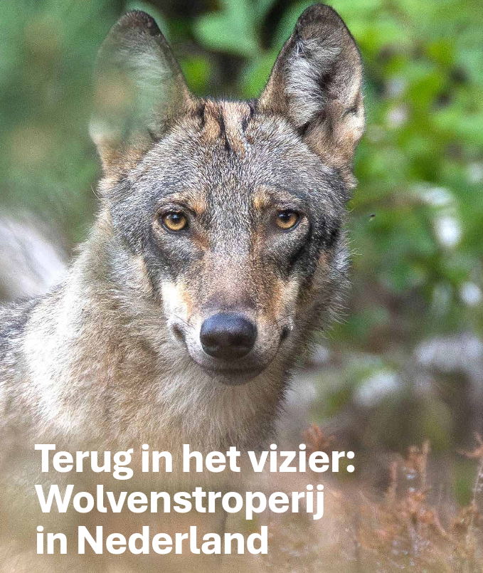 Griet10's tweet photo. 🤬Tussen oktober 2021 en maart 2026
zijn naar verluidt minimaal 41 wolven
gestroopt — een getal dat vrijwel
zeker een onderschatting is van het
werkelijke aantal. https://t.co/WUcunTpClB https://t.co/zg3G0HqTaB