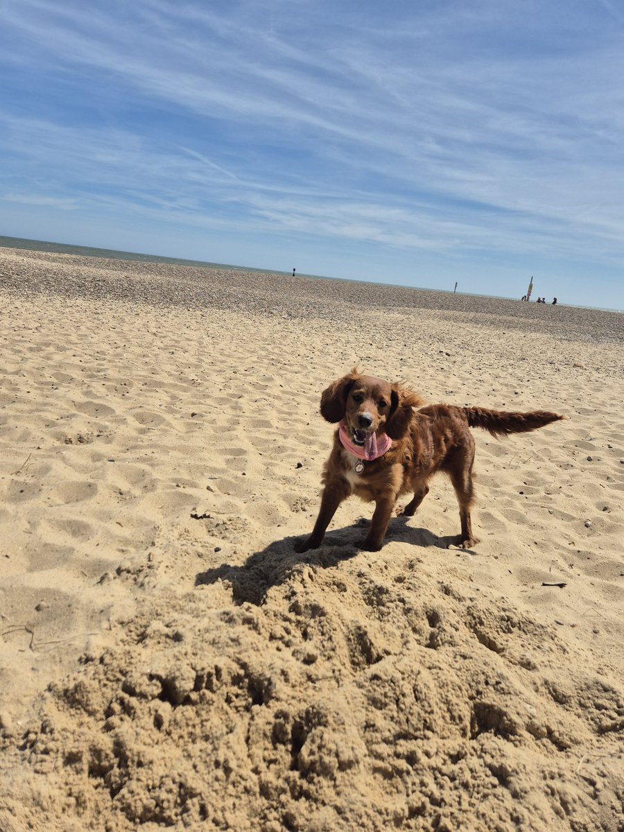 lab_wiggins's tweet photo. Mawnings pals
We had anoffa beachie day yesterday but no swiminks as too rough but I did diggin, playin & runnin. Today me hers got to do stuff at home so I will laze in der sun here wiff me ##Licker out to celebrate #ToungeOutTuesday 🥳 https://t.co/RCzyXc3bws