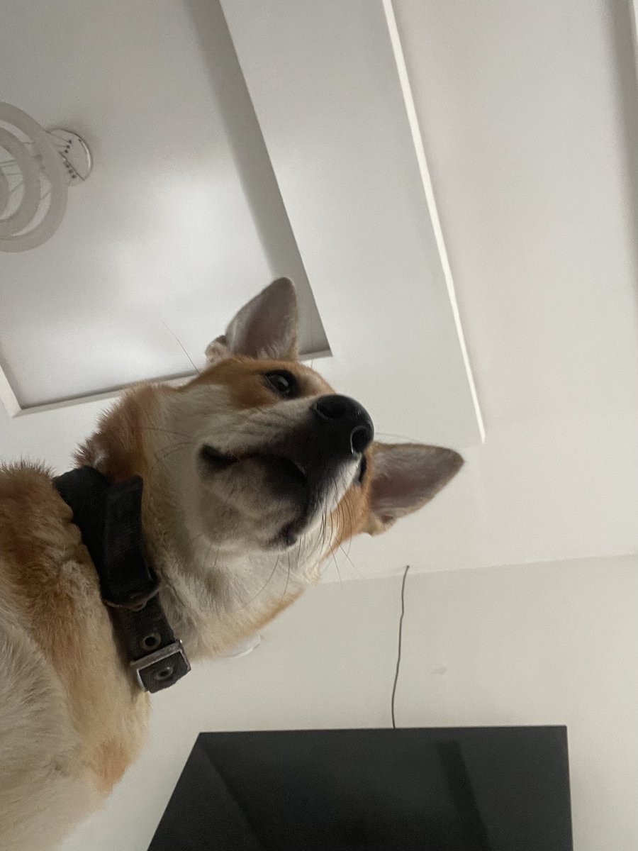krashout_temi's tweet photo. Stole my owners phone hope I look good in this https://t.co/ICwIEXpkDB