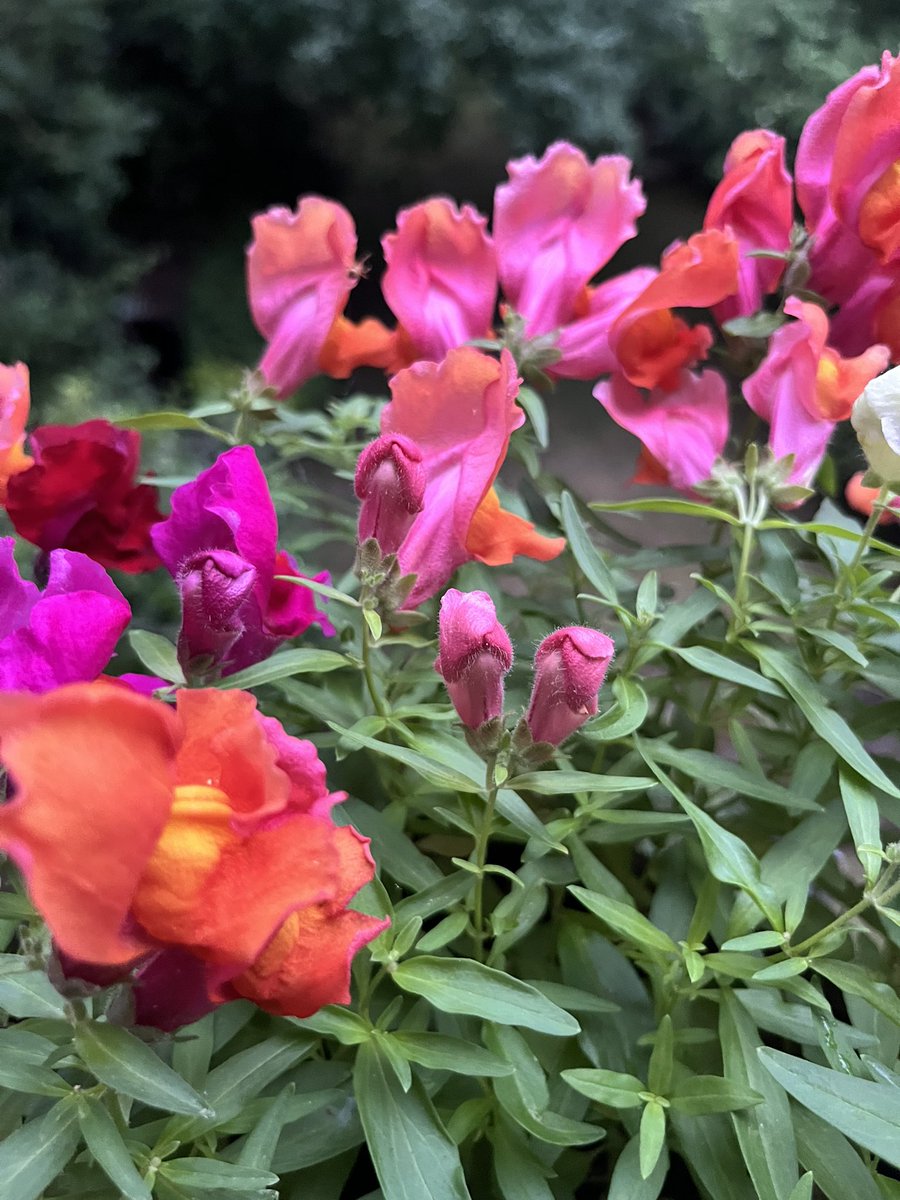 BoGalaxyGirl's tweet photo. Until fairly recently in genetics, incomplete dominance, was considered a phenomenon. Snapdragons are a glorious example of the phenomenon. Mine have enchanted me this year. Quick explanation red + white= pink, yellow + red=orange and so on. Ombré hybrids all blooming. https://t.co/dJyGu8W8su