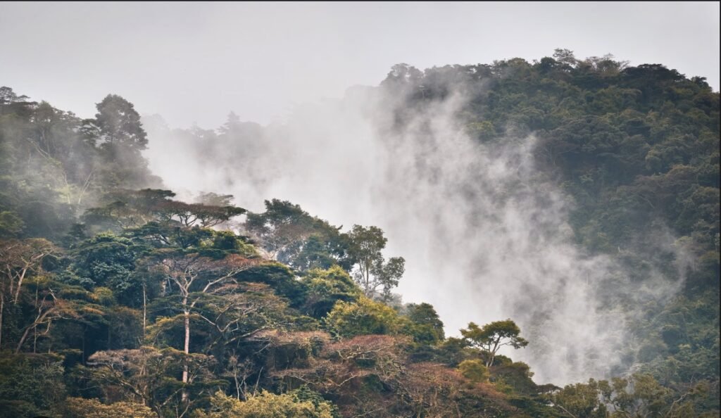 david_sekkle's tweet photo. Uganda’s tourism industry continues to showcase the country’s rich biodiversity and cultural heritage to the world. #WhyUgDecidedM7 https://t.co/qTfSxwm1DM
