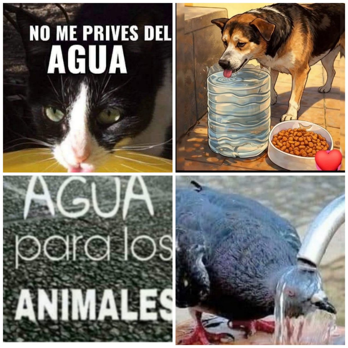 amaregar's tweet photo. Únete a la campaña
Mueren de sed
#AguaParaLosAnimales 
Recipientes de agua en balcones para las aves, recipientes en fuentes negocios para perros, gatos, aves y otras especies, también en calles, ramblas,bebederos en exteriores tanto en la ciudad como en el campo https://t.co/4kO8uHaREA