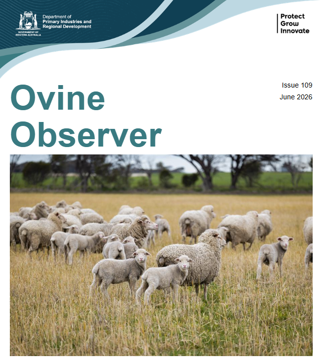 DPIRDbroadacre's tweet photo. New Yardstick results are in 🔔 Independent WA data is helping breeders make more informed ram selection decisions based on measured genetic performance 🐏 Subscribe to Ovine Observer to stay up to date with the latest sheep research 👉 https://t.co/HtJiU9oYPr https://t.co/M4vBANeYbh