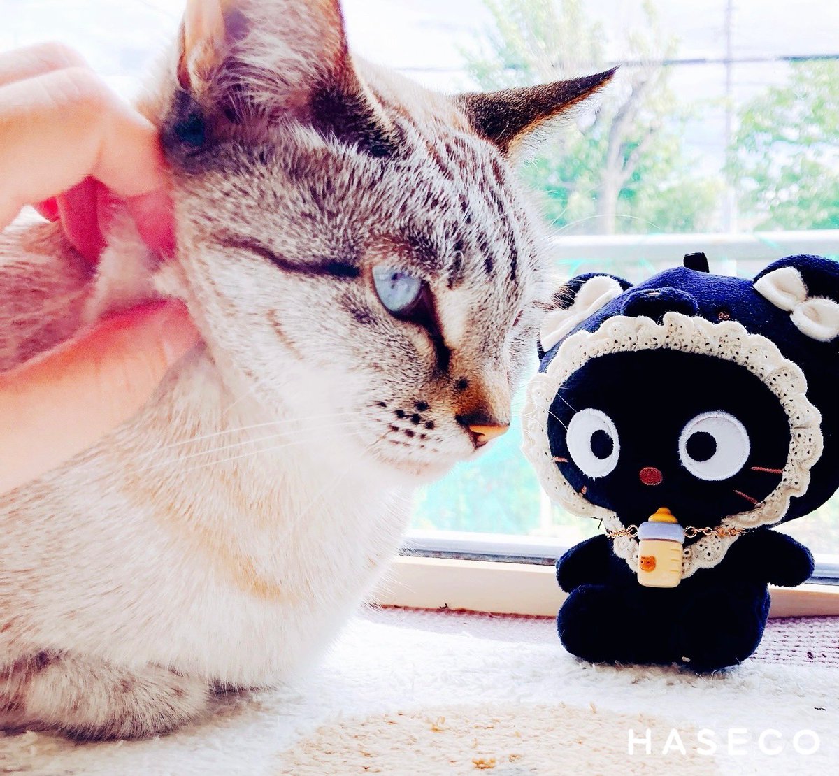 親戚の猫様です🐈✨ #HASE_meow