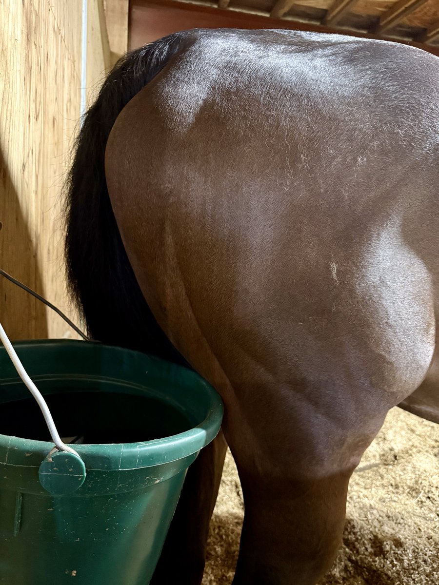 4_aromatherapy's tweet photo. 水桶のそばには、安心感のあるおしりがありました🍑

#ココロノトウダイ #引退競走馬 #おしり https://t.co/lj24SxjB9N