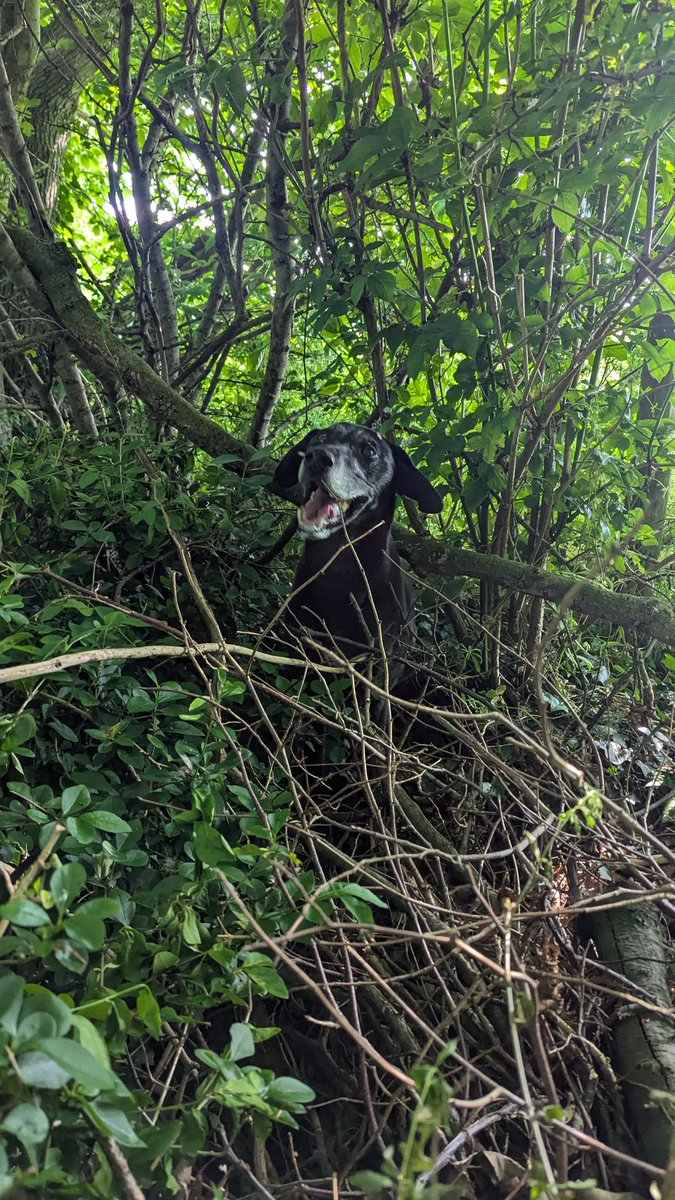 NotBadForHerAge's tweet photo. What are you doing up there #Fred?  Trying to find my ball, #Damson. 😂🐾🐾 Author's note: he spent ages looking &amp; couldn't find it, so a new ball was brought into play 😄 #dogsofx #Dobermann https://t.co/v8a0MPjRVa