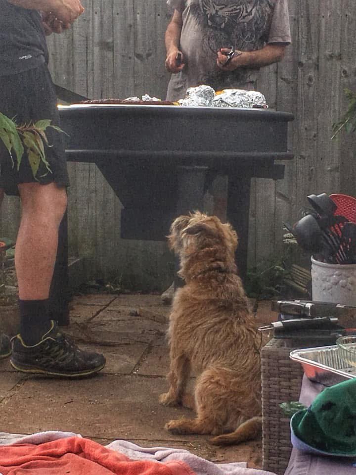 flyabout7's tweet photo. This photo popped up in my memories just now. 

Ol’ Muttley and I were at a barbecue and he didn’t move from that spot until he got a sausage! 😁🐾🐾 https://t.co/JzP15GRzoC