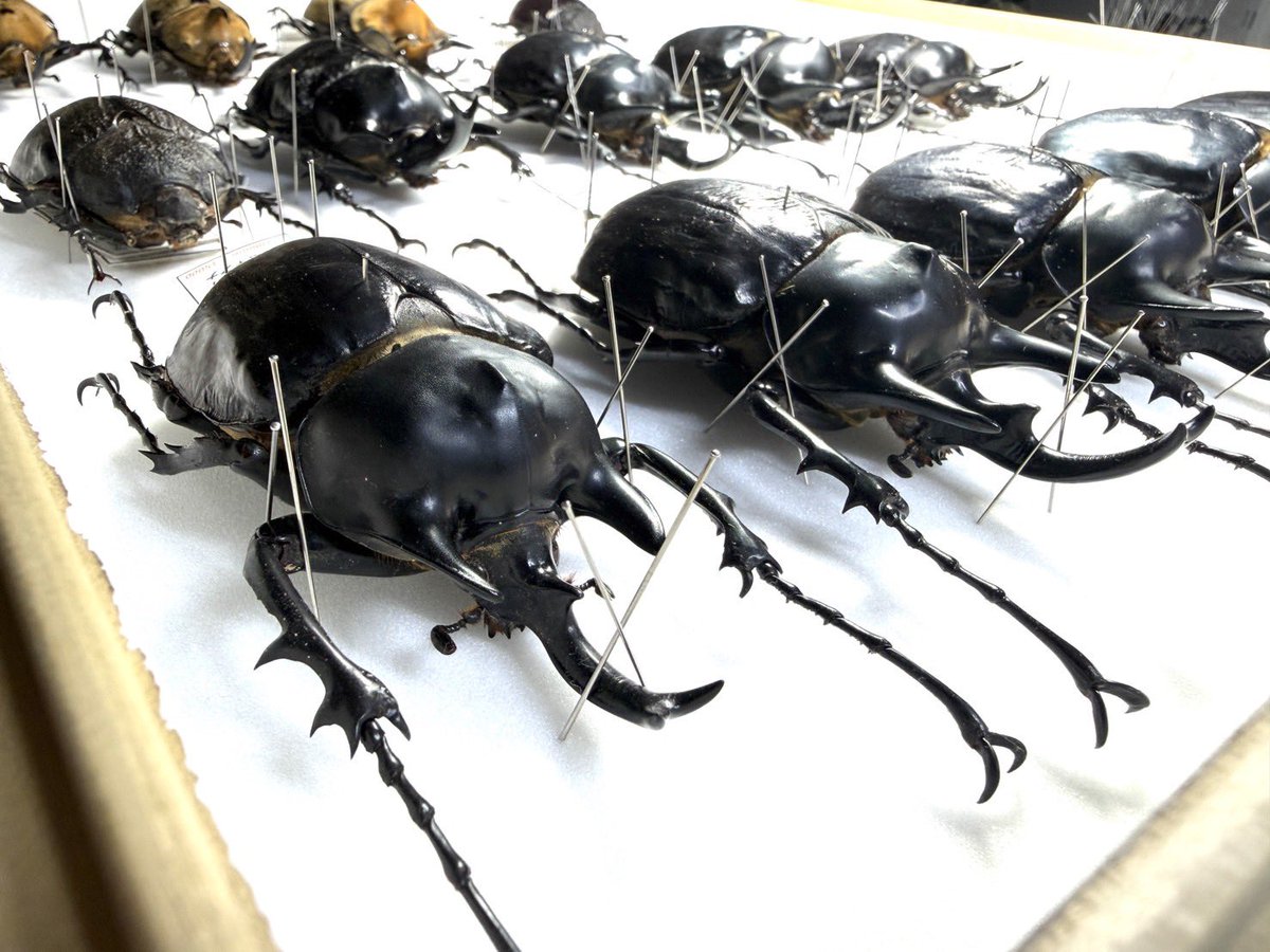 出展者紹介】 マウハウス 昆虫標本コレクションの整理販売を行います