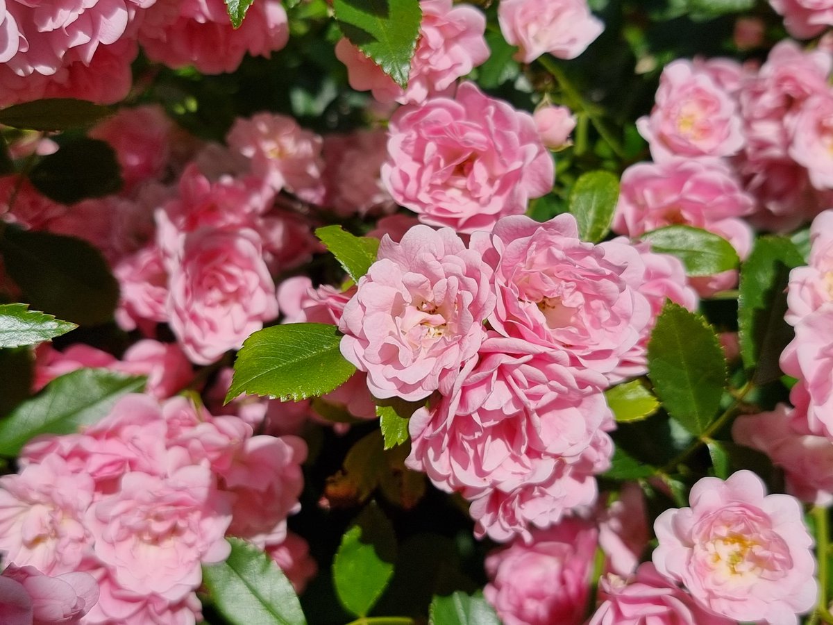 die_gritti's tweet photo. Die liebenswerte Bodendeckerrose 'The Fairy' bildet immer das Schlusslicht im Rosenreigen ... jetzt steht auch sie in voller Blüte ... https://t.co/peqTShdtJC