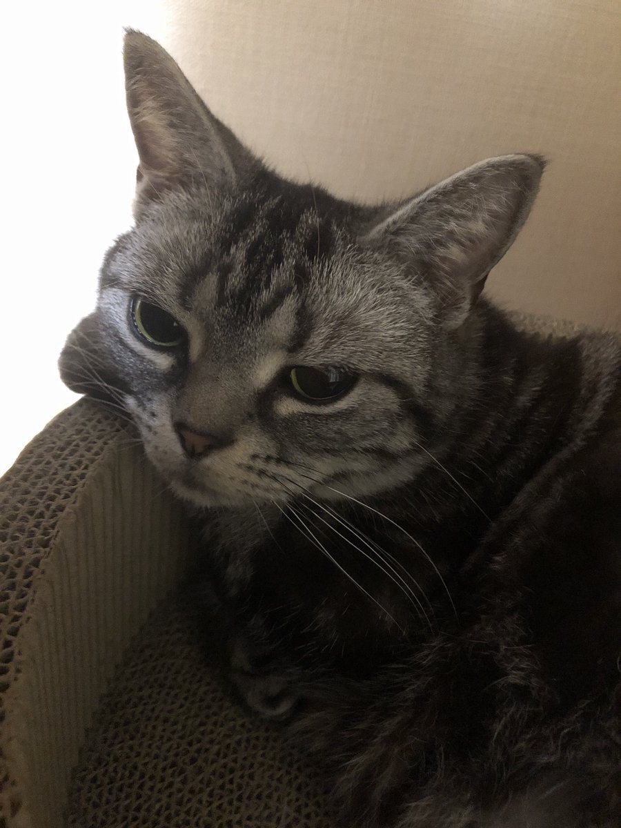 da1am0nd's tweet photo. 今日のねこちゃん
最近ここでよく寝てる https://t.co/dVqLo5Hfxa