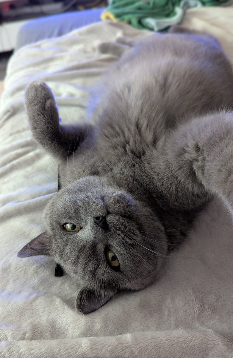 chris_heilinger's tweet photo. "I think today I’m actually gonna get up…but first, a cool selfie from me." 😹
😺🐾🐈‍⬛

Have a nice and stress-free Tuesday X friends. ☕😊🐈‍⬛🐾😺

#cat #catslife #Kiro #KiroTheCat https://t.co/Hm07JRIE4y