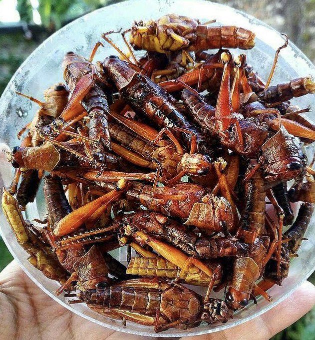 mbahwiroo's tweet photo. kalau hanya ada 2 makanan ini kamu mending pilih makan yang mana? https://t.co/Js4PsXDnuu