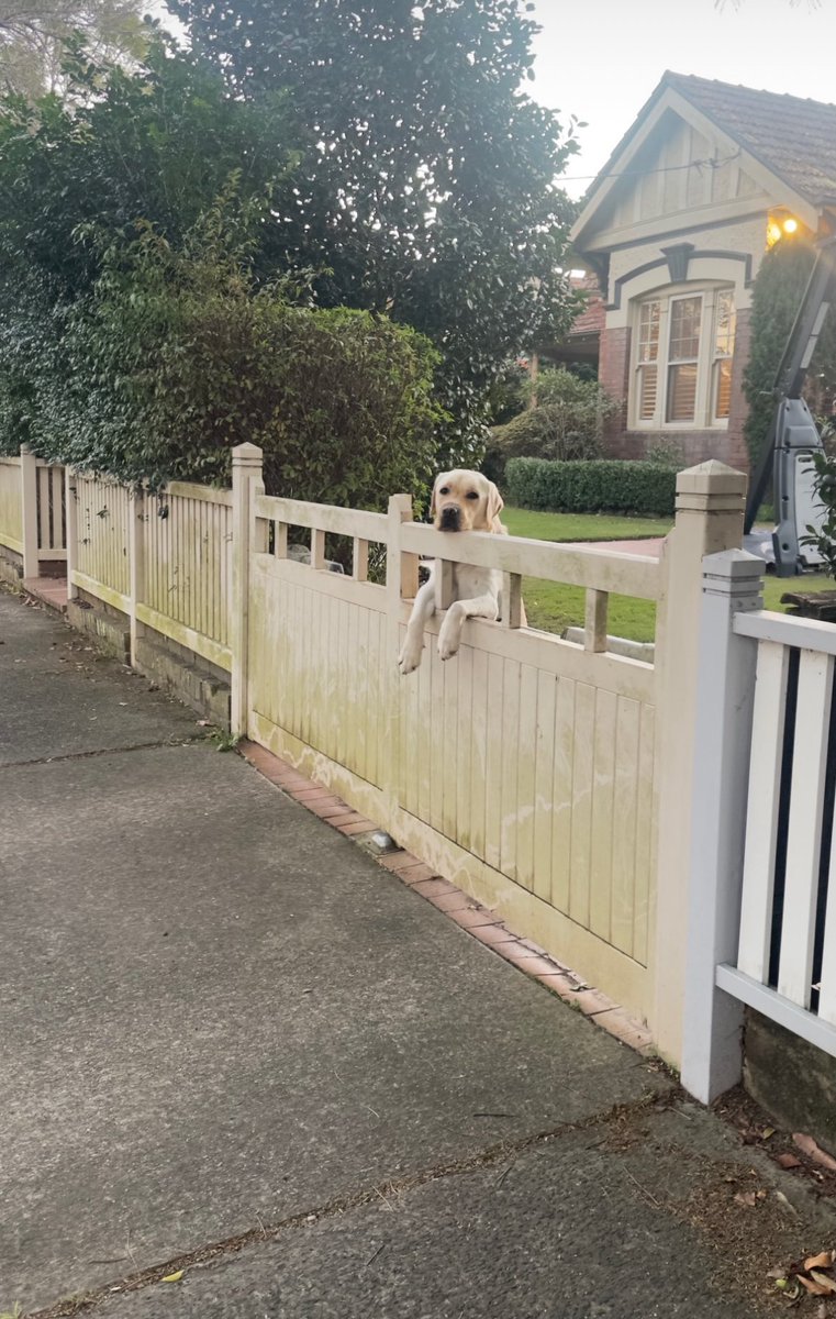 max_titheradge's tweet photo. Hey @grok please remove the dog from this photo. https://t.co/bnUZiEEjdE