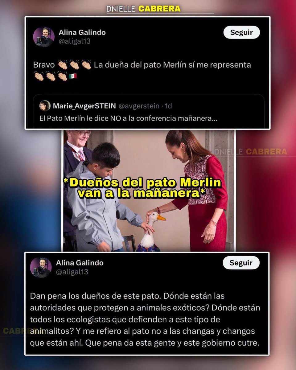 DnielleCabrera's tweet photo. 🚨 🤣 QUE SIEMPRE YA NO QUIEREN AL PATO!
En redes sociales muchos “comunicadores imparciales” aplaudieron una noticia falsa donde aseguraban que los dueños del pato Merlín rechazaron asistir a la mañanera, y en cuanto apareció la familia con Claudia Sheinbaum hasta pidieron por autoridades que “rescaten” al pato 😂🤣😂🤣