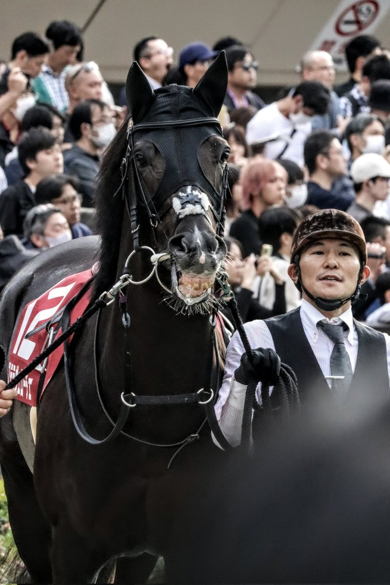 Waterfrontpo's tweet photo. アイドルホースオーディションはステラヴェローチェ、アスクビクターモアを応援しております https://t.co/l1PF2fWmBC