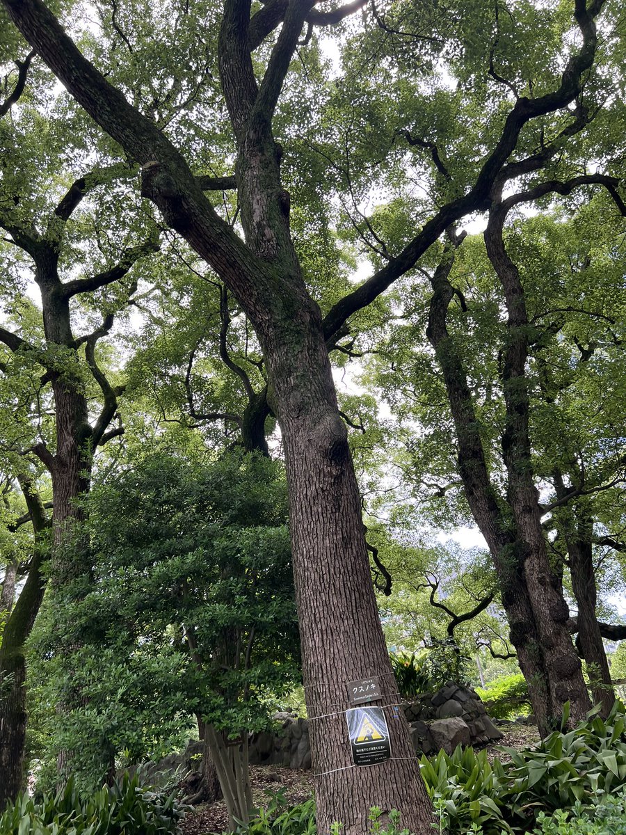 noanon08's tweet photo. クスノキほんとよかったんですよ……！！！生命力に溢れていた！！！！！ https://t.co/0oliyfY2G7