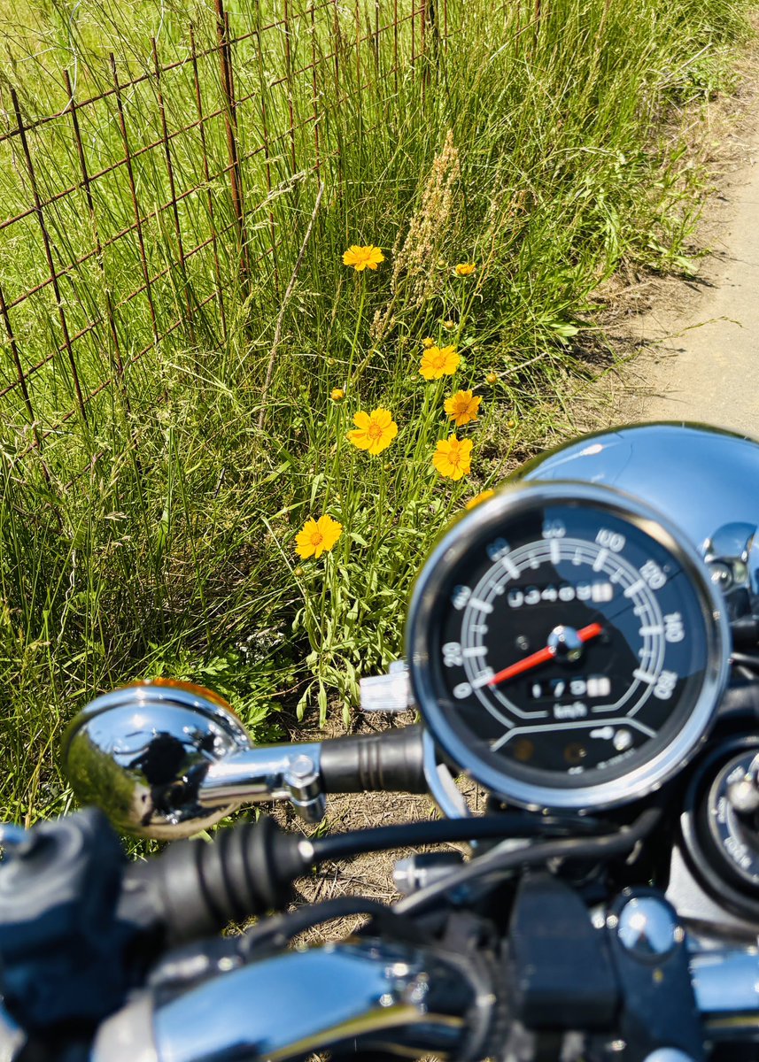SR400FEL's tweet photo. #男は黙ってバイクとかわいい花の写真 
#SR400 https://t.co/h6QJiW3kml