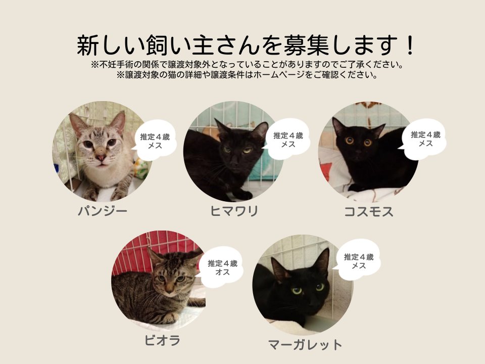 sapporo_dobutsu's tweet photo. 新たに譲渡対象となった猫をご紹介します！
とってもかわいい愛らしいにゃんこです🐈💐✨
あたたかく迎え入れていただける新しい飼い主さんを募集します！
#猫 #飼い主募集中
https://t.co/quNBWT9HDy https://t.co/E9Ulk6QSrm