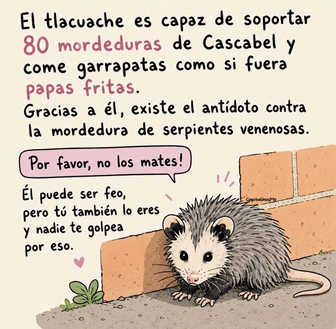 Lacasadeazul's tweet photo. Los tlacuaches no son ratas deformes o enormes, no son una plaga nociva y no son peligrosos para perros y gatos domésticos ni para las personas.
Por favor respeten su vida y no se la compliquen más, no los dañen directa e indirectamente por favor https://t.co/sLjs8zHLzo