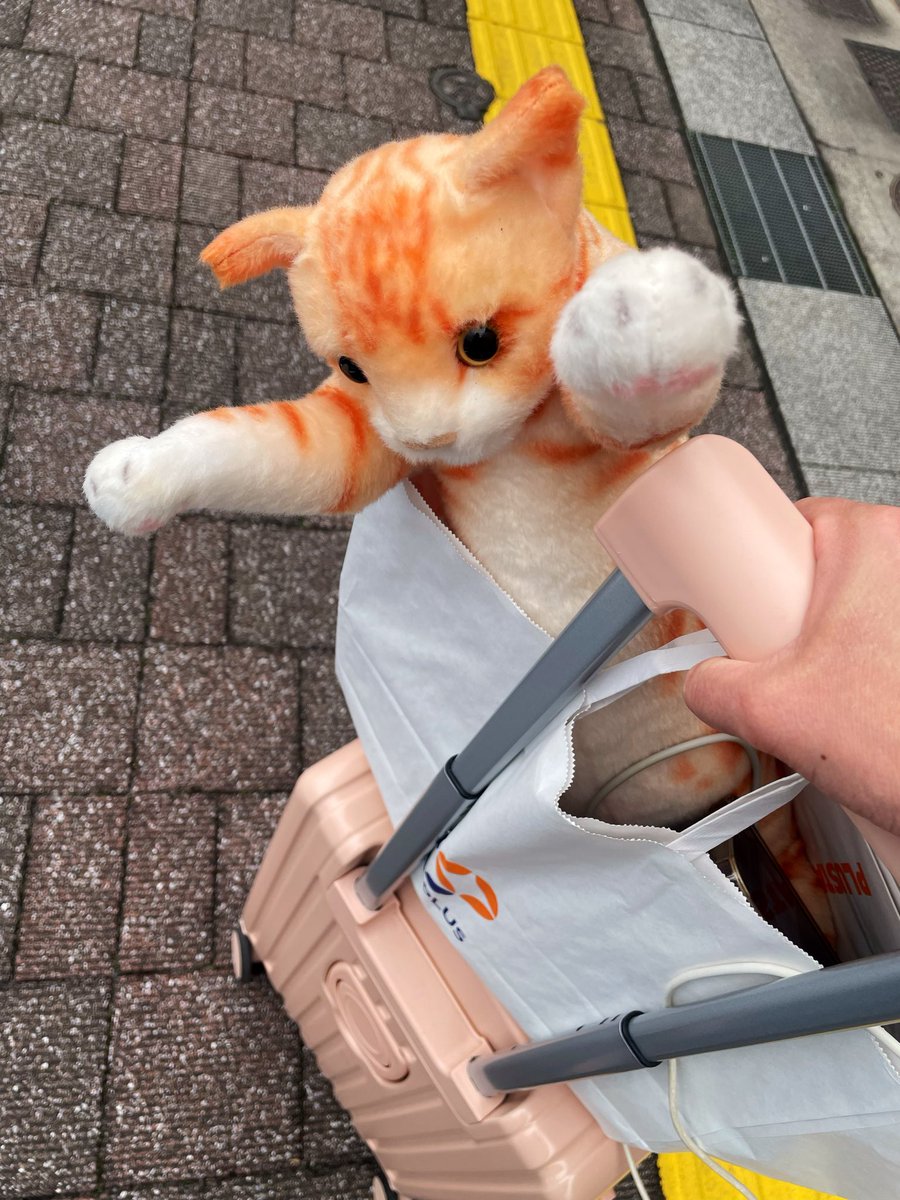 R*n様 オレンジネコ Post by 🍑青白ネコたん🐈もう我慢できない on X: あっ！！