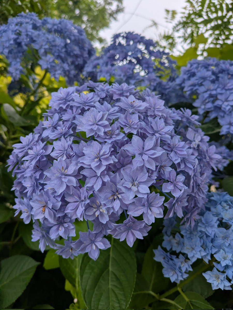 nanahokatsuragi's tweet photo. 梅雨だしね。
ちょっと前の紫陽花写真を☔ https://t.co/tRbFrPbwOV