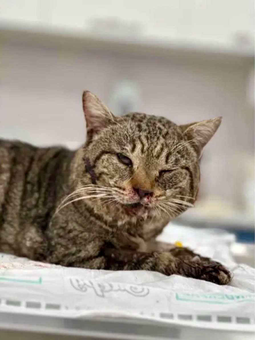 u9jqt136972jdjc's tweet photo. Please help us save Rufo. Donations go toward his emergency care, diagnostics, treatment for his broken jaw and legs, and the medical support to get him through recovery. If you can’t donate, please share his story, because the more people who see him, the better chance he has. https://t.co/4K8ZY2RoUF