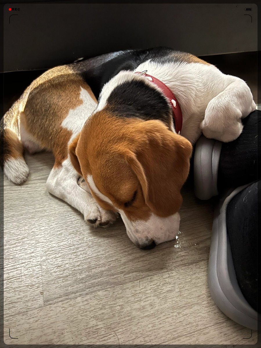 DroneSR's tweet photo. My pup’s silly zoomies + my favorite show = the perfect lazy Sunday vibe  Who’s got their coziest companion today， https://t.co/buvhgqlK5Z