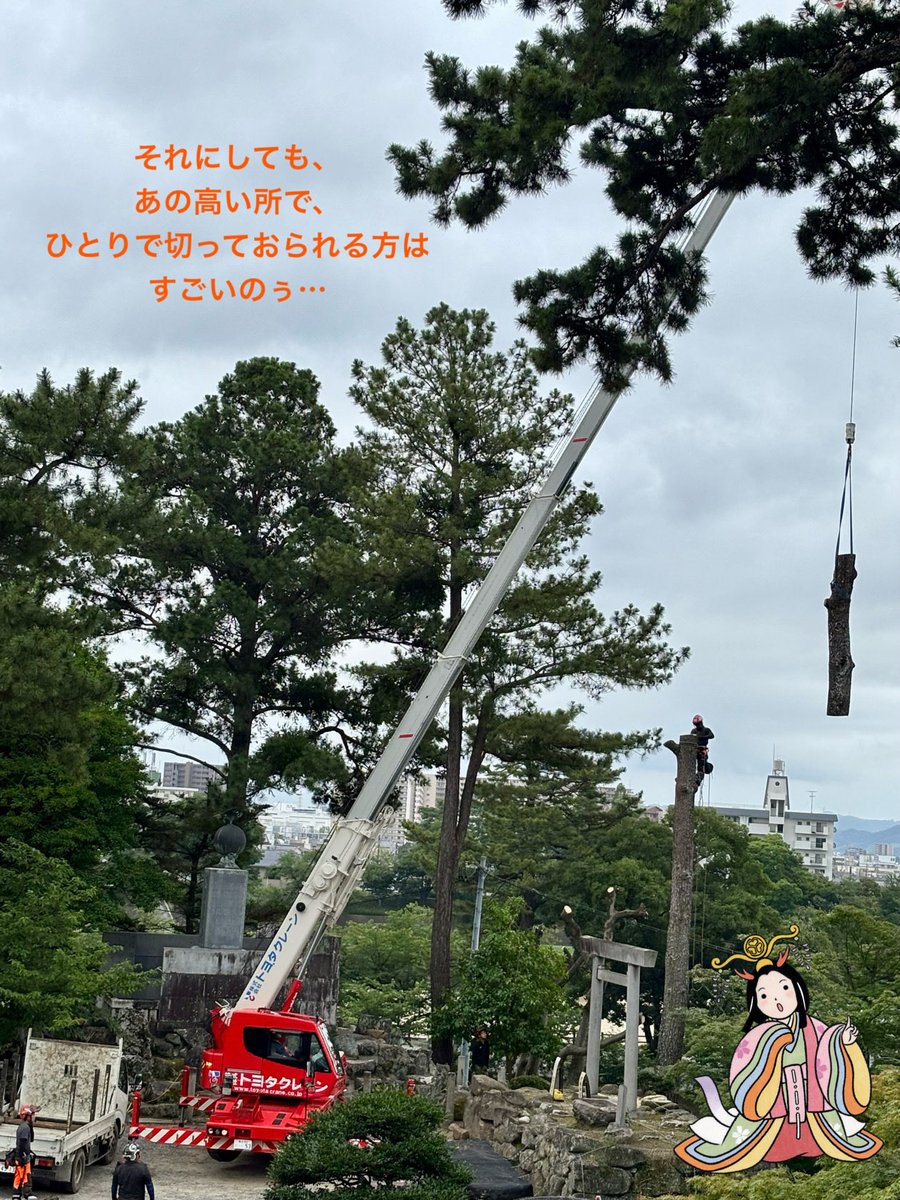 ryujinchan1959's tweet photo. 竜神ちゃんじゃ♪
朝からなにやら大きな音がっ！と思ったら、伊勢神宮遥拝所の奥の大きなクロマツを伐採中😳🌲
この根に押されて、龍城堀側の石垣がかなりはらんでおってこのままでは危険⚠️積み直すにしても松は邪魔になるということじゃ。
「樹齢は、現在の天守とだいたい同じくらいかな」じゃって☝️ https://t.co/d5Ma5CjaDh