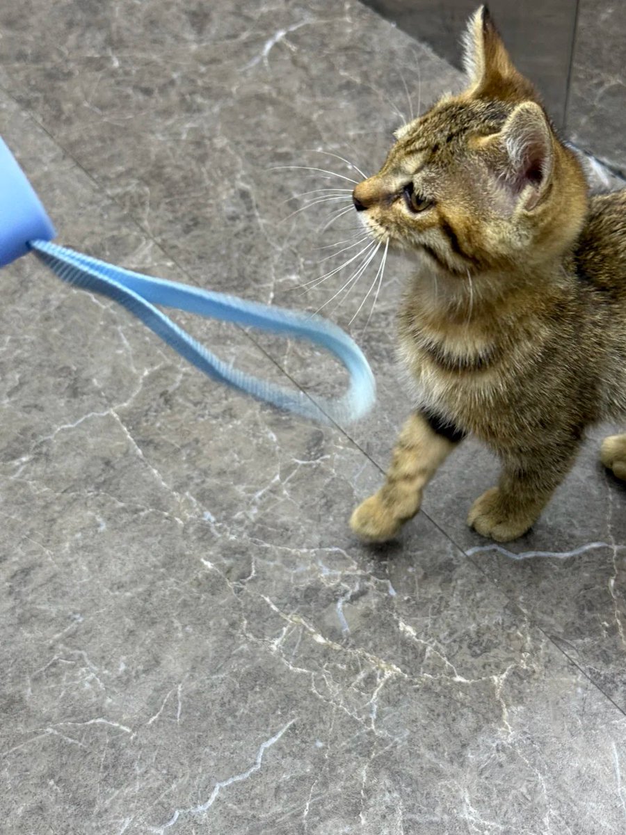 AllisonBasp's tweet photo. この子猫はどうやって入ってきたのですか https://t.co/jspXGSxdou