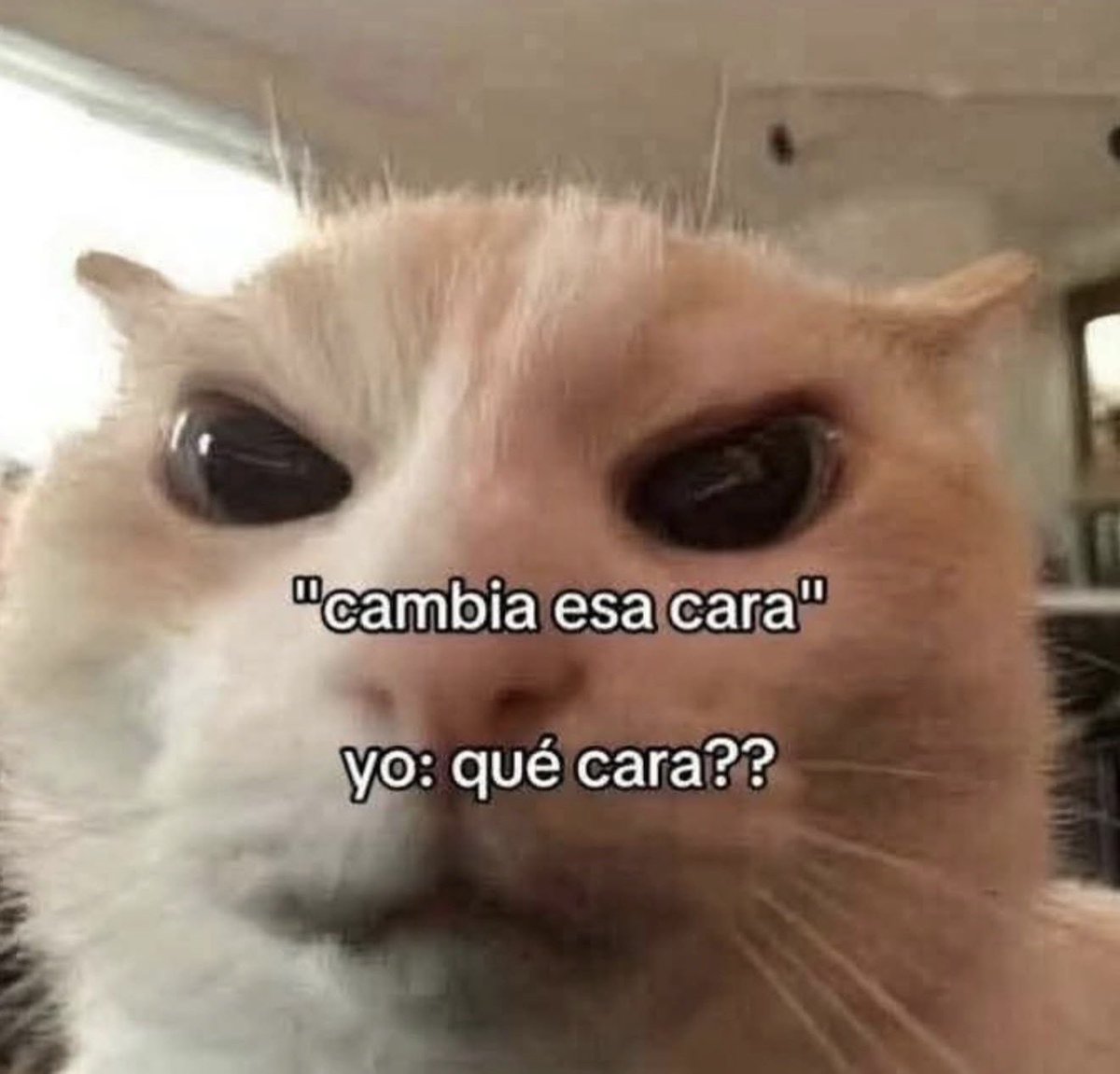 Mundo de Bigotes tweet media