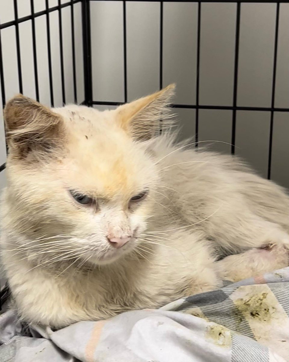ygmstv6397fhdjk's tweet photo. He could have died out there but thankfully good people cared. Anybody can rescue a cat and because there are an estimated 500,000 on the NYC streets, everyone needs to do something. Working together we can make a real difference. Help us spread the word. Share this far and wide. https://t.co/Cvp7OYNpvI