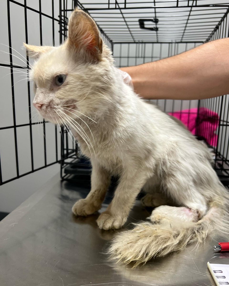 ygmstv6397fhdjk's tweet photo. He could have died out there but thankfully good people cared. Anybody can rescue a cat and because there are an estimated 500,000 on the NYC streets, everyone needs to do something. Working together we can make a real difference. Help us spread the word. Share this far and wide. https://t.co/Cvp7OYNpvI