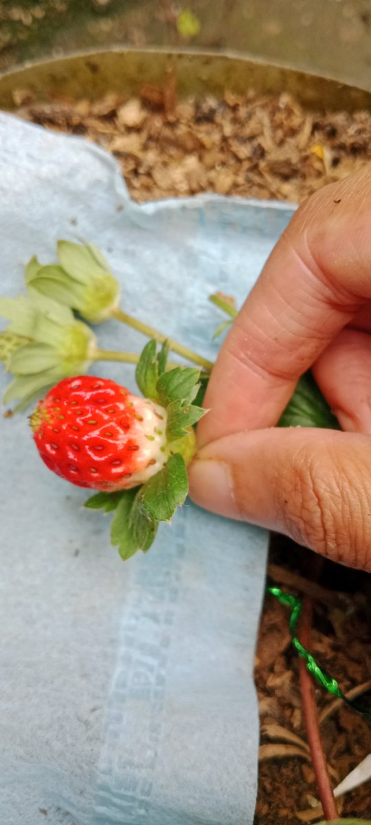 Imaenov's tweet photo. Strawberry sagahonoka https://t.co/1JlnqQ1fAw