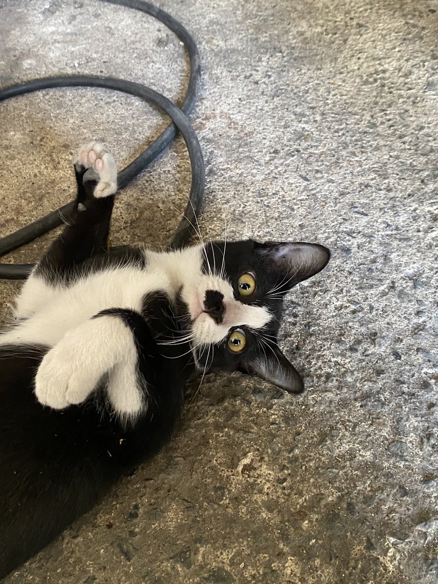catperson020723's tweet photo. น้องชาวี อยากมีบ้าน🏡
#หาผู้อุปการะ 
เพศเมีย อายุ 4 เดือน หางกระต่าย

นิสัย : ค่อนข้างเรียบร้อย อยากรู้อยากเห็น ชอบสำรวจ

พิกัด : กทม. สมุทรปราการ ปทุมธานี ชลบุรี ระยอง ส่งถึงบ้านใหม่เท่านั้นไม่มีให้มารับหรือนัดรับ

*รับเลี้ยงฟ_รี แต่มีคัดบ้านนะคะ*

#แมวจร #adoption #cat #ทาสแมว https://t.co/nofdJOgS8A