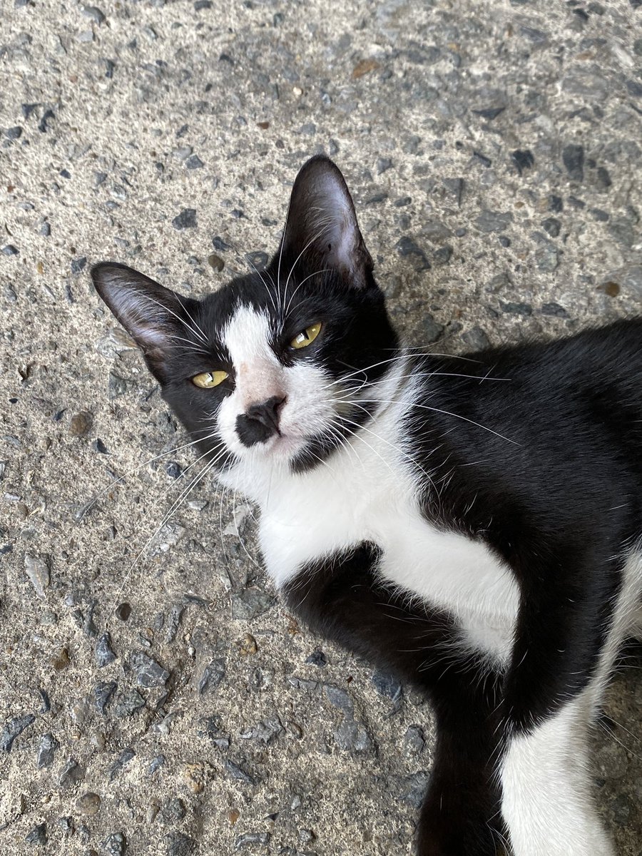 catperson020723's tweet photo. น้องชาวี อยากมีบ้าน🏡
#หาผู้อุปการะ 
เพศเมีย อายุ 4 เดือน หางกระต่าย

นิสัย : ค่อนข้างเรียบร้อย อยากรู้อยากเห็น ชอบสำรวจ

พิกัด : กทม. สมุทรปราการ ปทุมธานี ชลบุรี ระยอง ส่งถึงบ้านใหม่เท่านั้นไม่มีให้มารับหรือนัดรับ

*รับเลี้ยงฟ_รี แต่มีคัดบ้านนะคะ*

#แมวจร #adoption #cat #ทาสแมว https://t.co/nofdJOgS8A