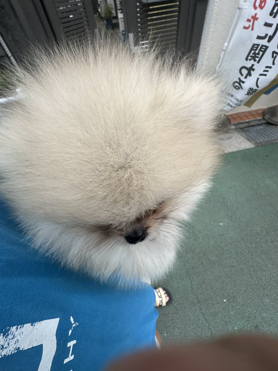 RariGo249's tweet photo. 来月ワクチン打つまで外歩かせられないから、抱っこ散歩 https://t.co/WSEQbjtOis