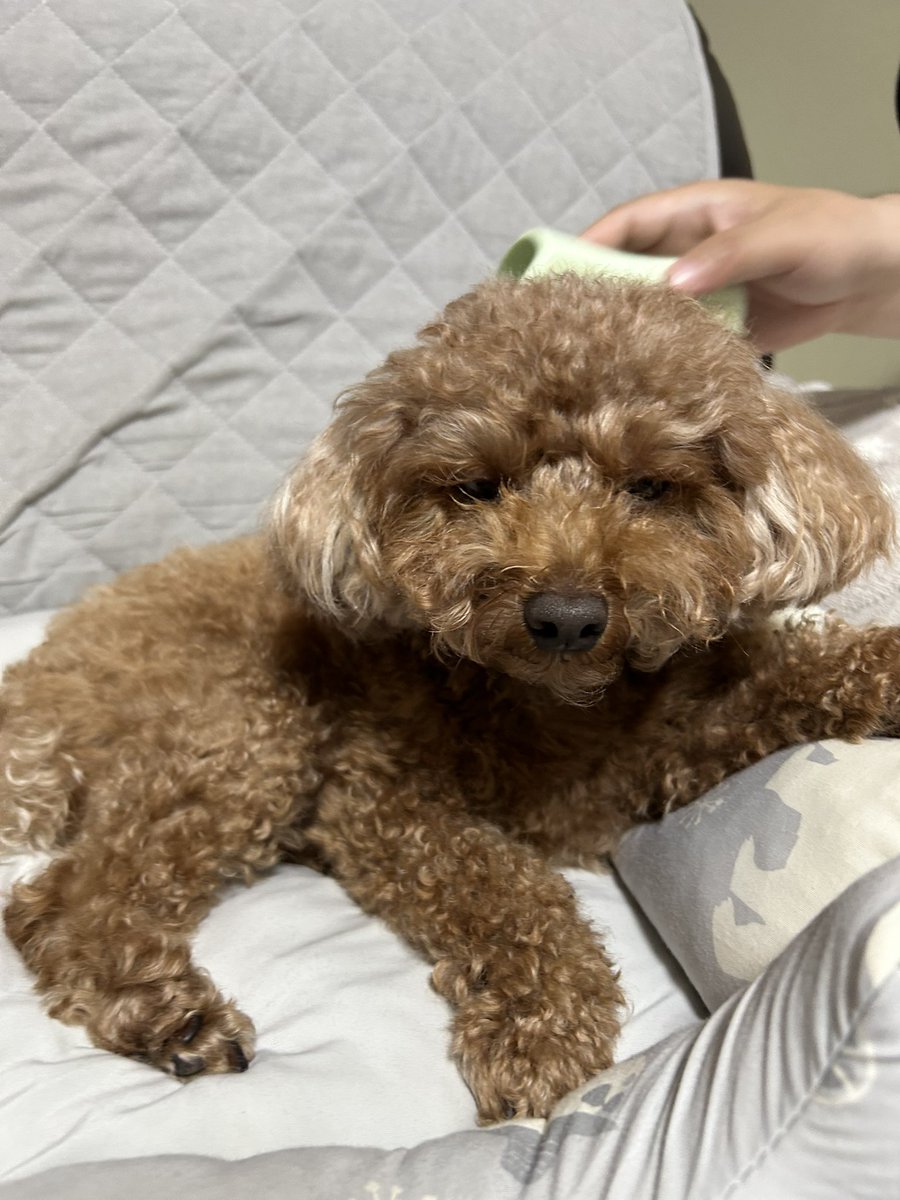 nana_taberry's tweet photo. ブラッシング仏頂面😕 https://t.co/mPfI3k2xTO