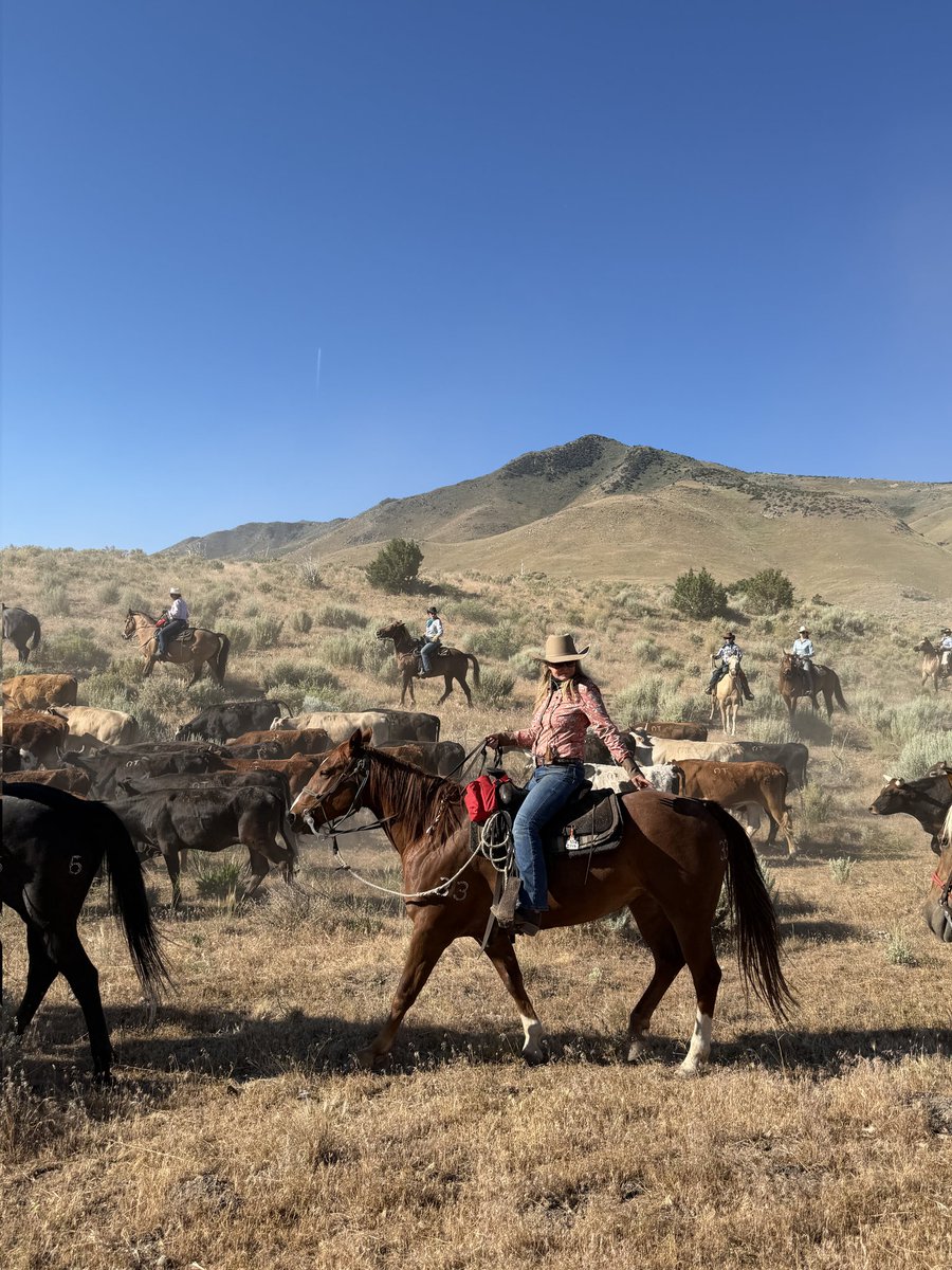 lisaky72's tweet photo. Been off grid for 10 days....I was part of the Reno Rodeo cattle drive - 65 miles with 300 head of cattle and my little mare Iris 🌸 https://t.co/8jjNK9JI67