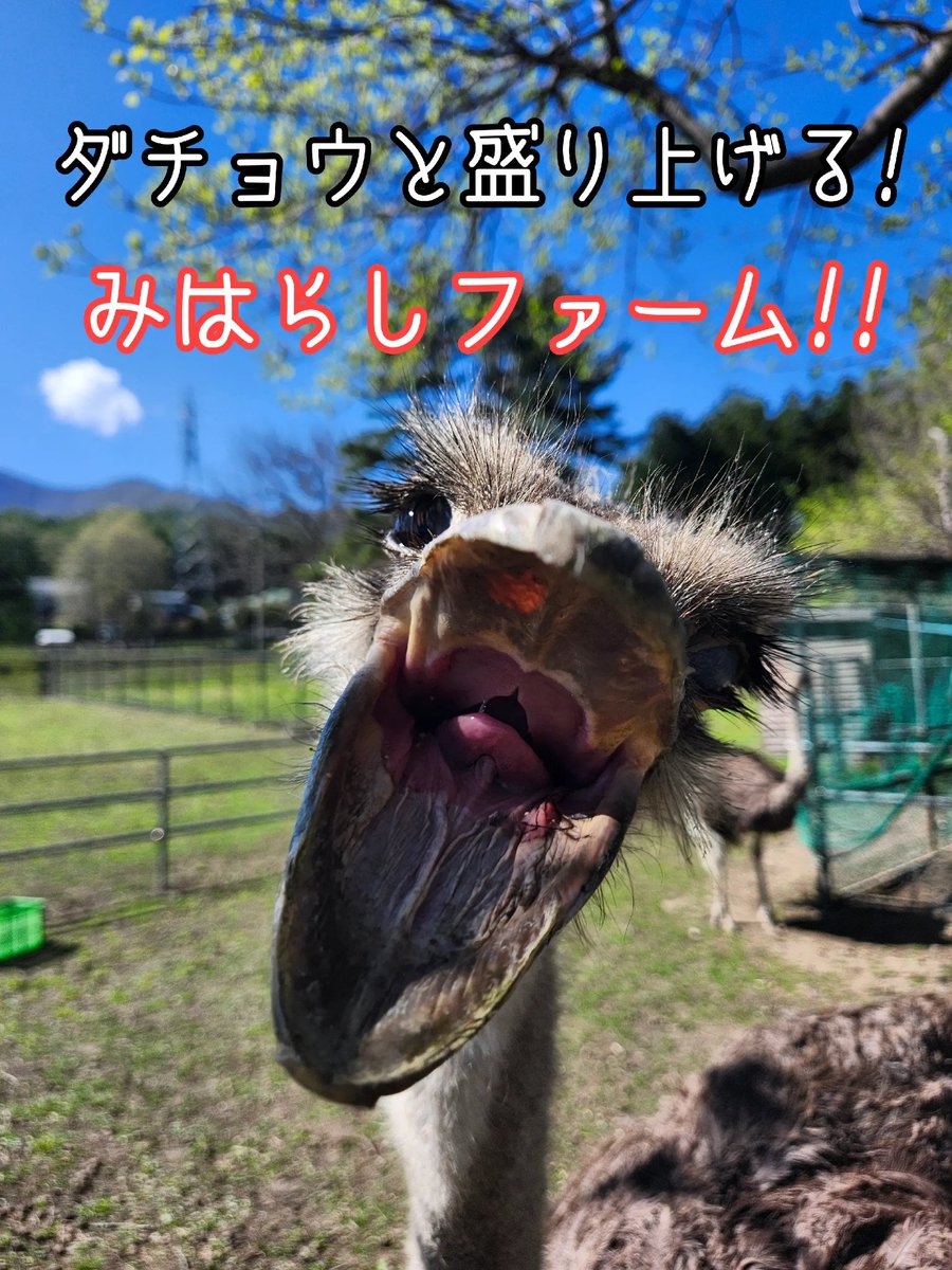 dachouostrich's tweet photo. 長野県伊那市みはらしファーム!
2羽のダチョウちゃんに仲間を増やして欲しくて始めたSNS!
伊那市新市長さまへこの想い届け〜!!

いいね、シェア、来園、投稿
よろしくお願いします!✨なの〜
#ダチョウ #鳥好き #夏休み #みはらしファーム #長野県  #伊那市 @prmiharashifarm https://t.co/wMOOzVgD8W