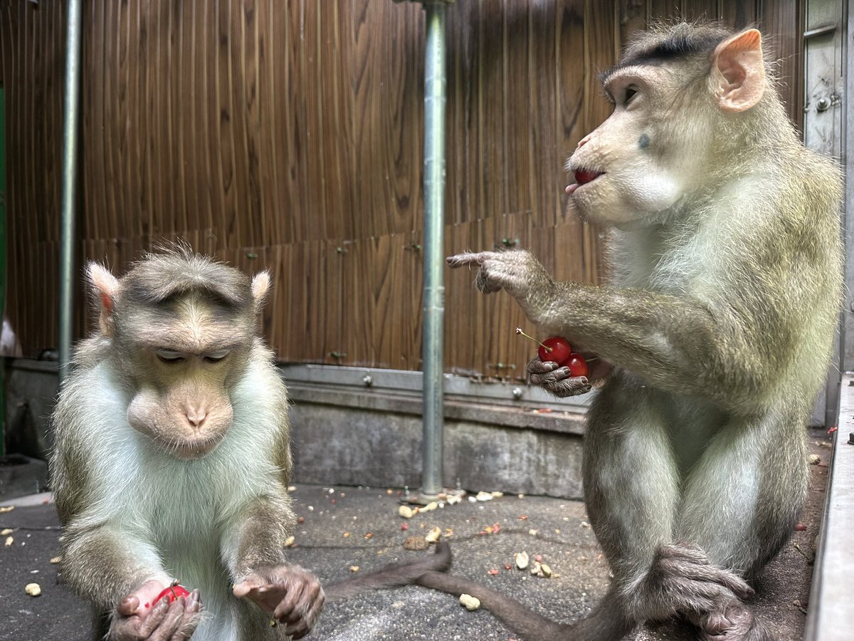 色々あって一旦群れから外れていた #アラシ が #ショウグン と再同居を