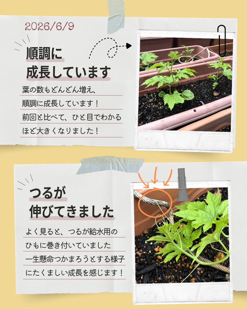 🌱 #緑のカーテン成長記録 Vol.4 📝 今年も、#ゼロカーボン に向けた
