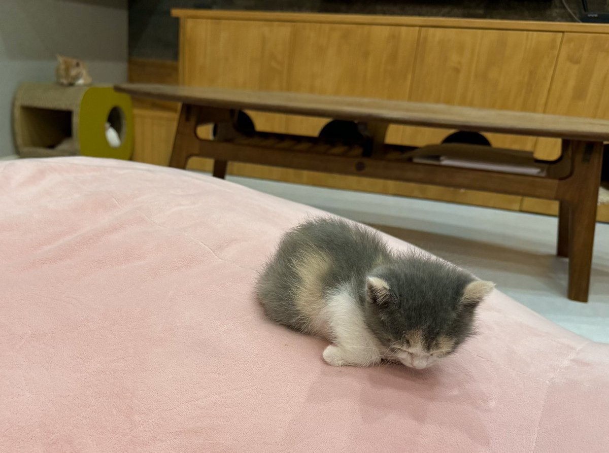 omochi_nam01's tweet photo. W台風とかで、なんか心が落ち着かない皆さん。 子猫を見て落ち着きましょう。 https://t.co/bSozMHz5fy