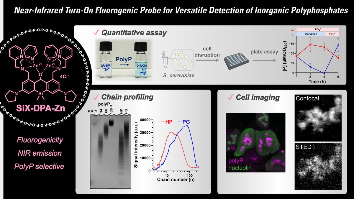 AndImaging's tweet photo. PolyP probe SiX-DPA-Zn, BRIGHT Red signal, works in cells, gels, in vitro assays and STED microscopy.
Now on @biorxivpreprint https://t.co/ygi62anH3V .
Congratulations to the authors @kenji_tori38197 and @GerasRuta .
#ChemicalBiology #Fluorescence #Microscopy #Polyphosphate https://t.co/FxoNdnmOcz