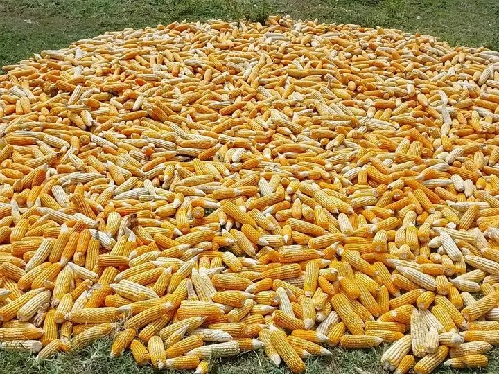 JaredoumaA's tweet photo. Our great farmers are already harvesting.
Yellow or white? https://t.co/Th1QSYdYi3